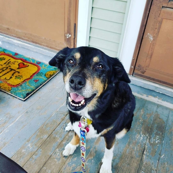 peaveloveandpaw